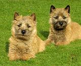 Cairn Terrier puppies 9W048D-035